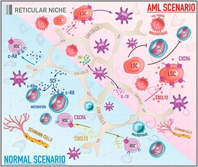 Frontiers | The Bone Marrow Microenvironment Mechanisms In Acute ...